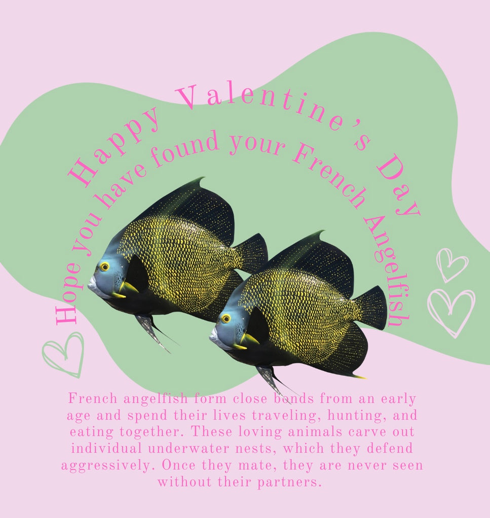 You are my French Angelfish 🐟🐠🐡