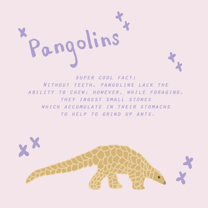 10 wonderful facts about pangolins 🐾✨