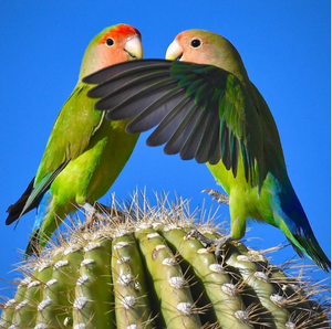 Happy Valentine's day 💕💕🦜💕🦜