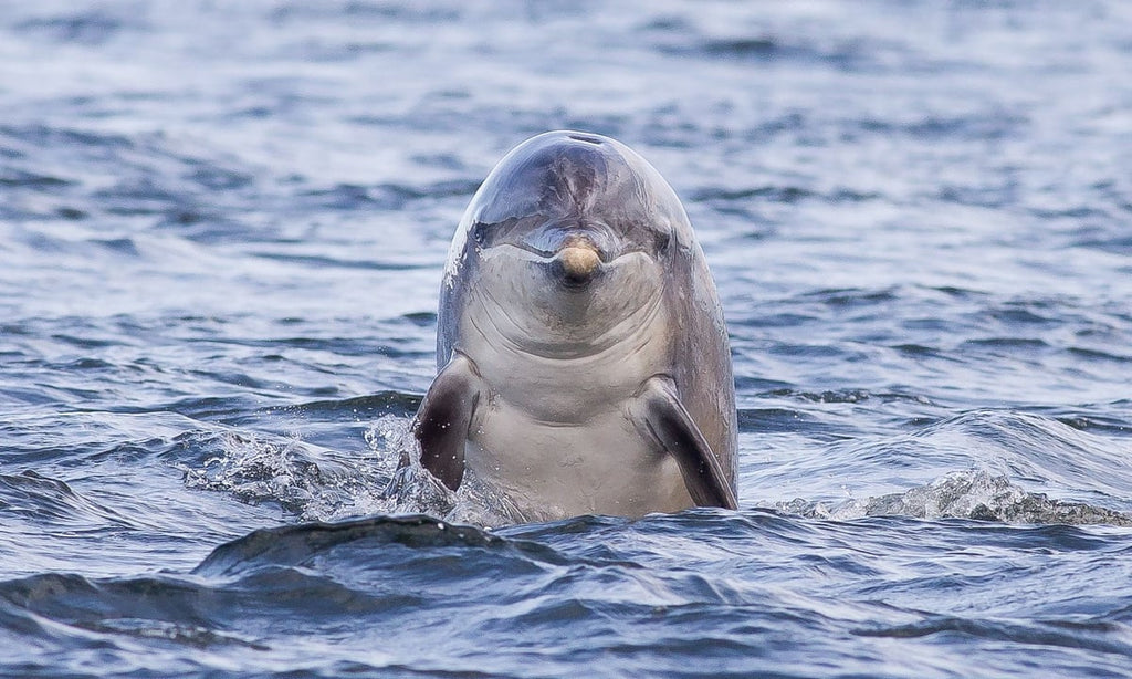 Most dolphins are 'right-handed'