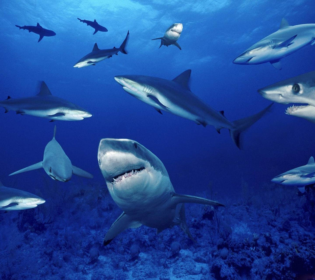 Sharks are beautiful and magical