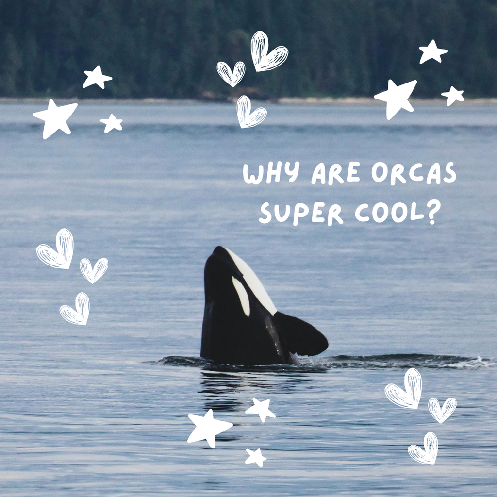 Why orcas are one of the coolest creatures in the ocean